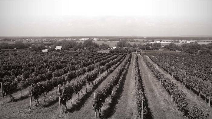Wine High Field-1
