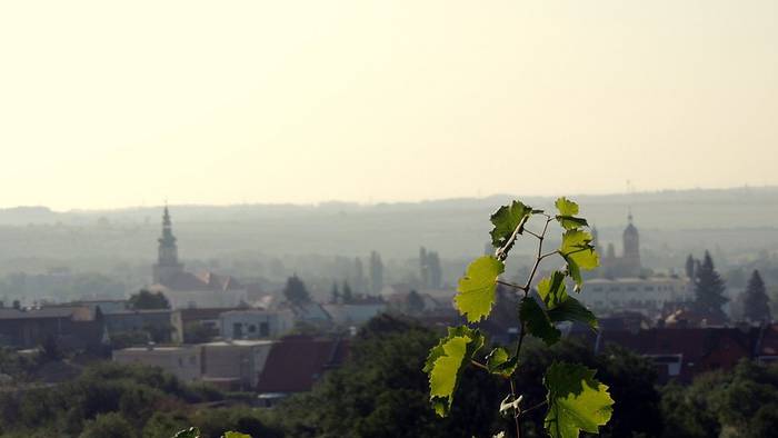 Pincészet és szőlőtermesztés Čavojský-1