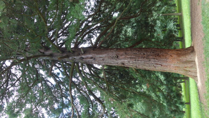 Mammoth sequoia - Dolná Krupá-4