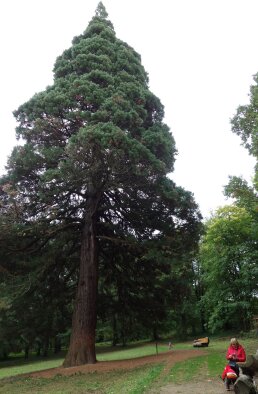 Mamut sequoia - Dolná Krupá-8