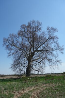 Eastern plane tree in Jelka-5