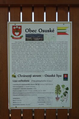 Chránený strom lipa veľkolistá - Osuské-4
