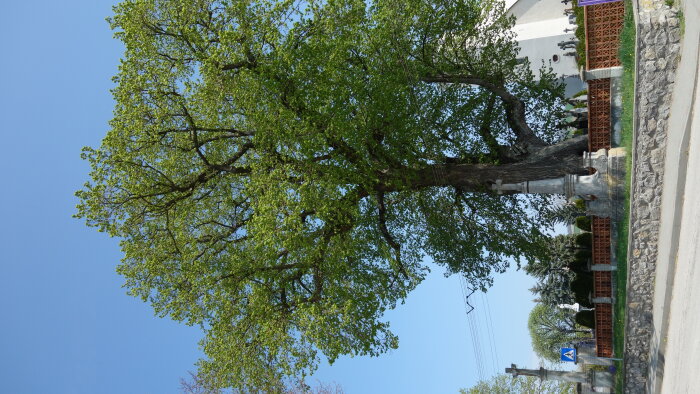 Védett fa nagylevelű hárs - Osuské-6