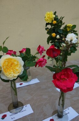 Slávnosť ruží - Dolná Krupá-12