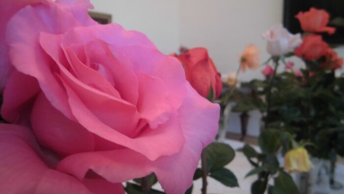 Slávnosť ruží - Dolná Krupá-6