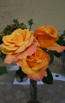 Slávnosť ruží - Dolná Krupá-14