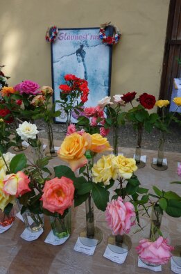 Slávnosť ruží - Dolná Krupá-5