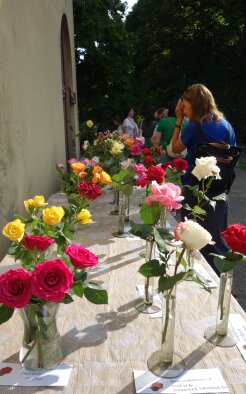 Slávnosť ruží - Dolná Krupá-11