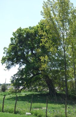 CHS Summer oak in Štrkovec-2