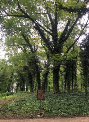 Educational trail through the Žičių park-16