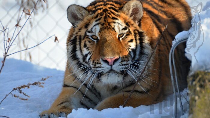 An oasis of the Siberian tiger-1