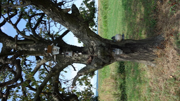Tree with the Virgin Mary - Borová-5