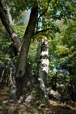 Chráněný strom Kaštan jedlý - Častá-5