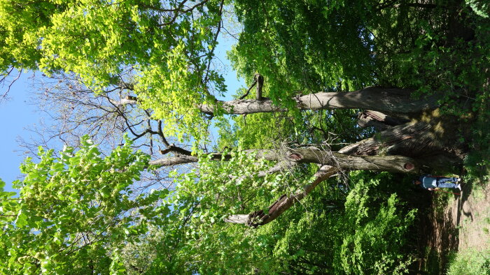 Geschützter Baum Kastanie - Gewöhnlich-7